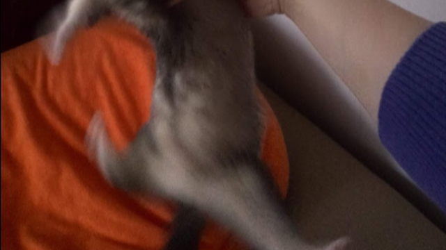 フェレット　爪切り